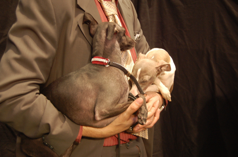 Illustration for article titled Lapdogs And Luxury Boxes: A New-Look MSG Welcomes The Westminster Dog Show
